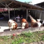 Seskab Teddy Indra Wijaya Beli 5 Ekor Sapi Kurban di Irfan Hakim, Ini Potretnya!