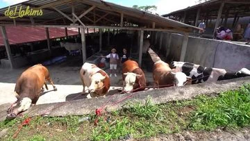 Seskab Teddy Indra Wijaya Beli 5 Ekor Sapi Kurban di Irfan Hakim, Ini Potretnya!
